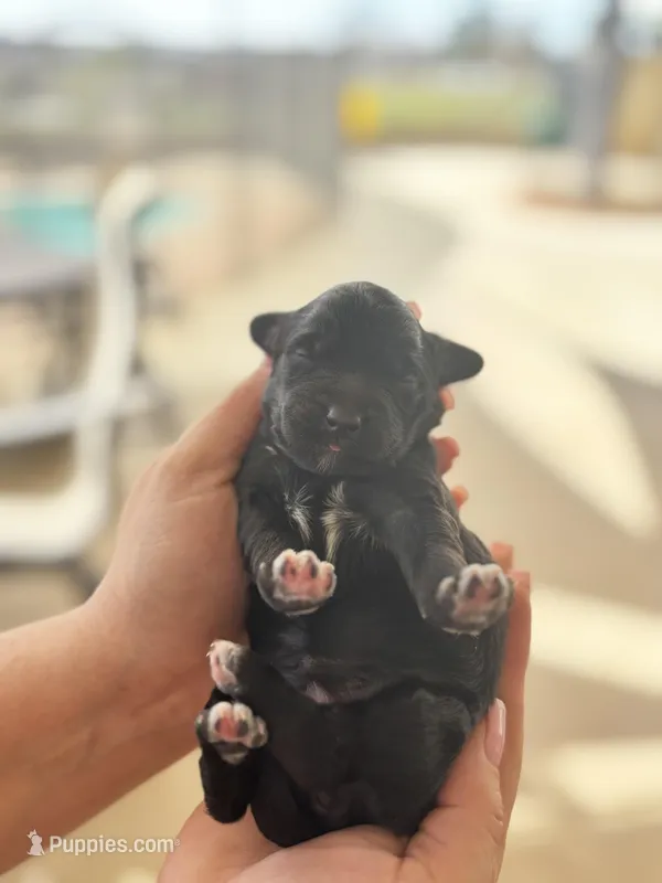 Purple collar (12-18lbs) – Miniature Aussiedoodle puppy for sale in Calimesa, CA