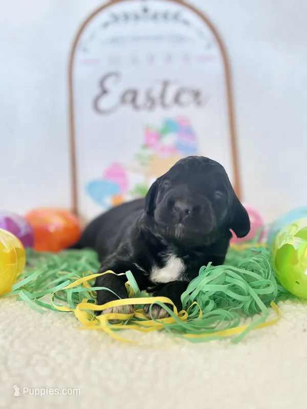 Beth (12-18lbs) – Miniature Aussiedoodle puppy for sale in Calimesa, CA