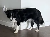 Purple collar (12-18lbs), a female Miniature Aussiedoodle for sale in Calimesa, CA – Photo 4 of 4