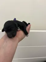 Purple collar (12-18lbs), a female Miniature Aussiedoodle for sale in Calimesa, CA – Photo 3 of 4