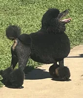 Purple collar (12-18lbs), a female Miniature Aussiedoodle for sale in Calimesa, CA – Photo 2 of 4