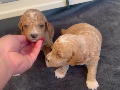 KitKat , a male Poodle - Miniature  for sale in Calimesa, CA – 2 of 2