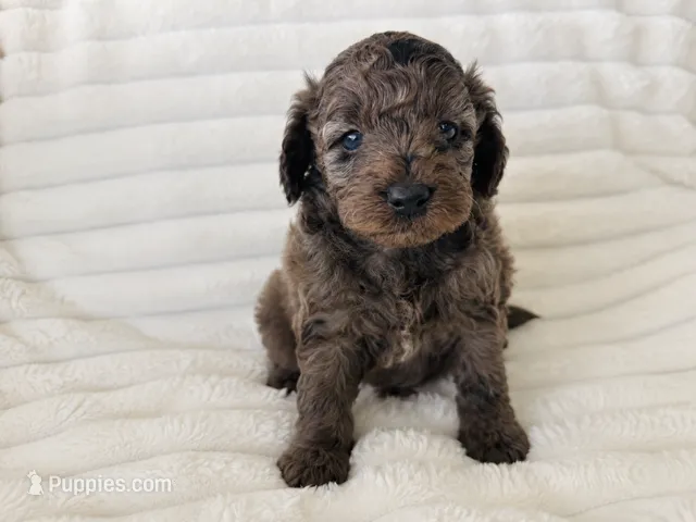Brave – Aussiedoodle puppy for sale in Calimesa, CA