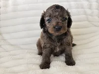 Brave, a male Aussiedoodle for sale in Calimesa, CA – 1 of 1