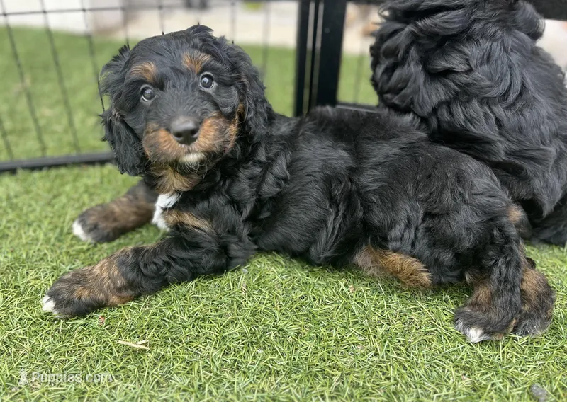Bradley  (12-18lbs) – Miniature Aussiedoodle puppy for sale in Calimesa, CA