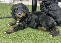 Bradley  (12-18lbs), a male Miniature Aussiedoodle for sale in Calimesa, CA – 1 of 6