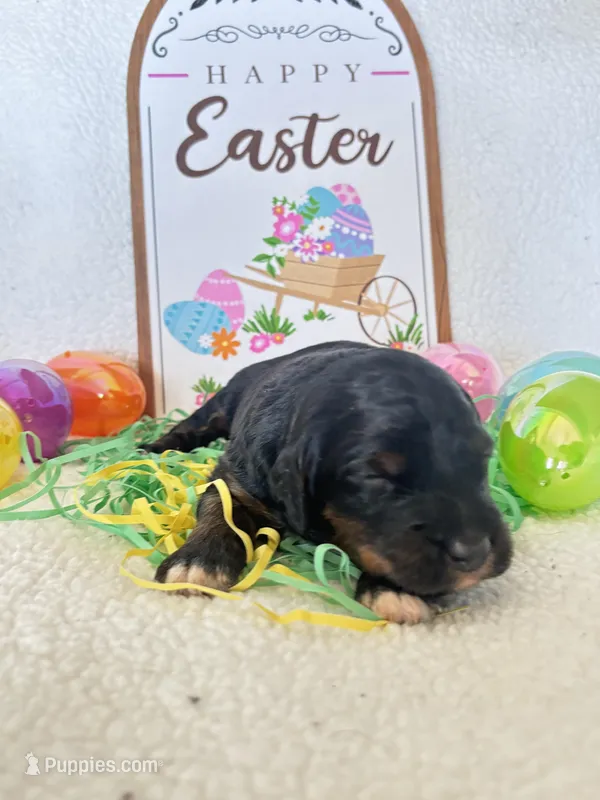 Bradley  (12-18lbs) – Miniature Aussiedoodle puppy for sale in Calimesa, CA
