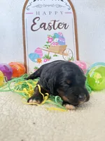 Bradley  (12-18lbs), a male Miniature Aussiedoodle for sale in Calimesa, CA – Photo 1 of 5