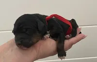 Red collar (12-18lbs), a male Miniature Aussiedoodle for sale in Calimesa, CA – Photo 2 of 4