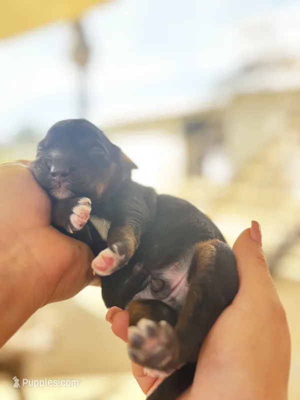 Red collar (12-18lbs) – Miniature Aussiedoodle puppy for sale in Calimesa, CA