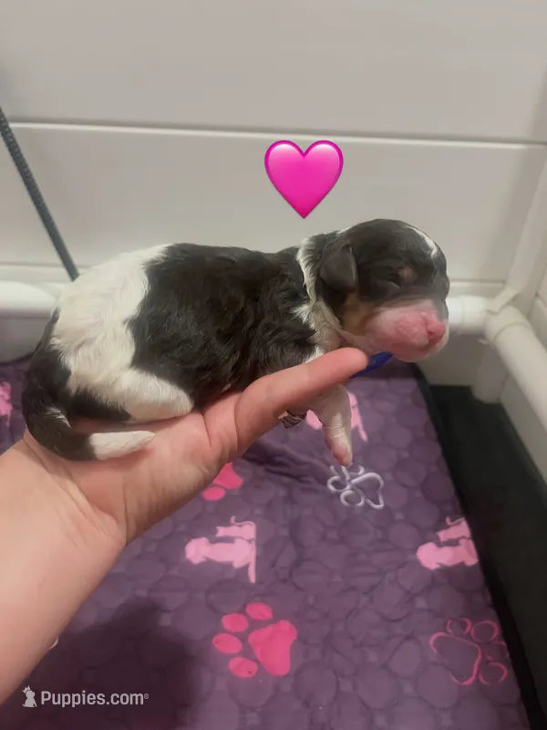 Maple  – Poodle - Standard  puppy for sale in Calimesa, CA
