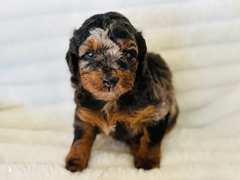 Star  – Aussiedoodle puppy for sale in Calimesa, CA