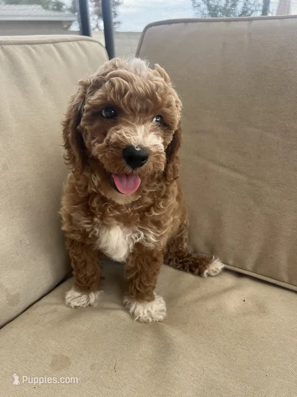 Milkyway  – Poodle - Miniature  puppy for sale in Calimesa, CA