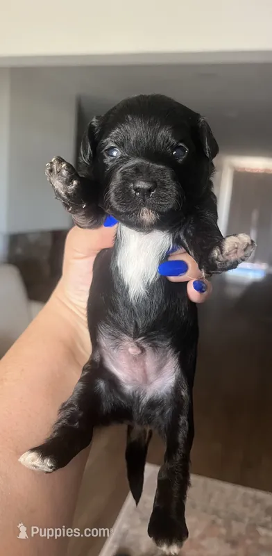 Andrew (5-8)lbs – Yorkipoo puppy for sale in Calimesa, CA