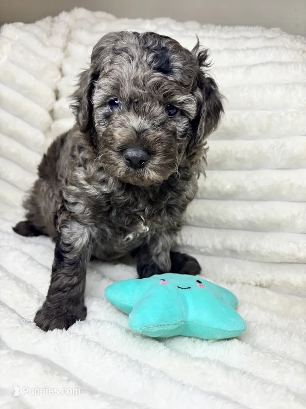 Brave – Aussiedoodle puppy for sale in Calimesa, CA