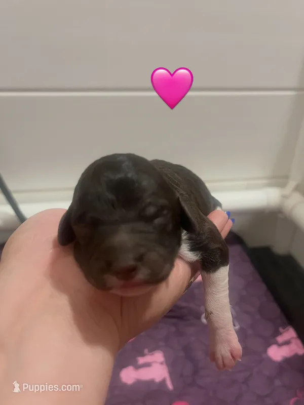 Ivy – Poodle - Standard  puppy for sale in Calimesa, CA