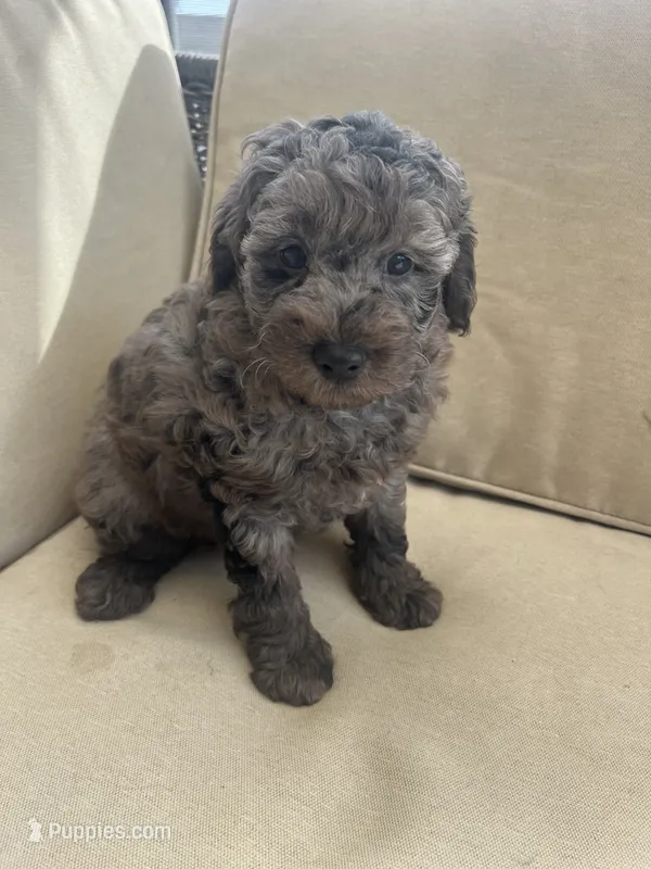 Brave (10-15lbs)  – Aussiedoodle puppy for sale in Calimesa, CA