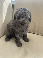 Brave (10-15lbs) , a male Aussiedoodle for sale in Calimesa, CA – 1 of 5