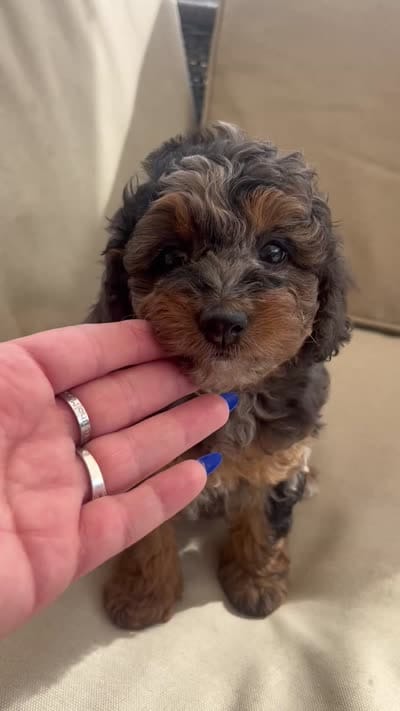 Star (8-10lbs), a female Aussiedoodle for sale in Calimesa, CA – 7 of 7