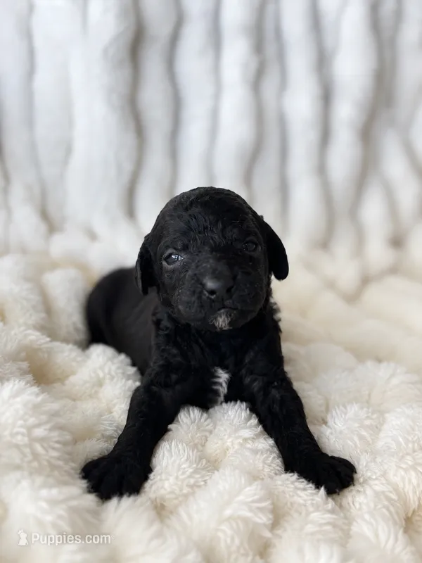 Java – Poodle - Miniature  puppy for sale in Calimesa, CA