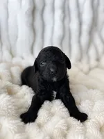 Java, a female Poodle - Miniature  for sale in Calimesa, CA – 1 of 1