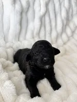 Twix , a male Poodle - Miniature  for sale in Calimesa, CA – 1 of 3