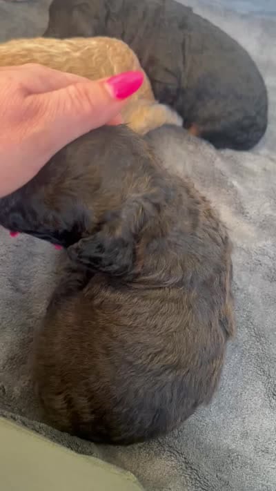 Twix , a male Poodle - Miniature  for sale in Calimesa, CA – 2 of 3