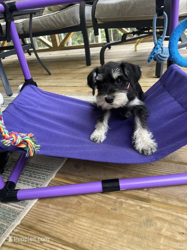 AKC Female – Miniature Schnauzer puppy for sale in Clements, MD