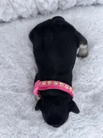 AKC Female, a female Miniature Schnauzer for sale in Clements, MD – Photo 3 of 7