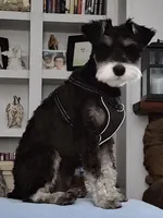 AKC Female, a female Miniature Schnauzer for sale in Clements, MD – Photo 7 of 7