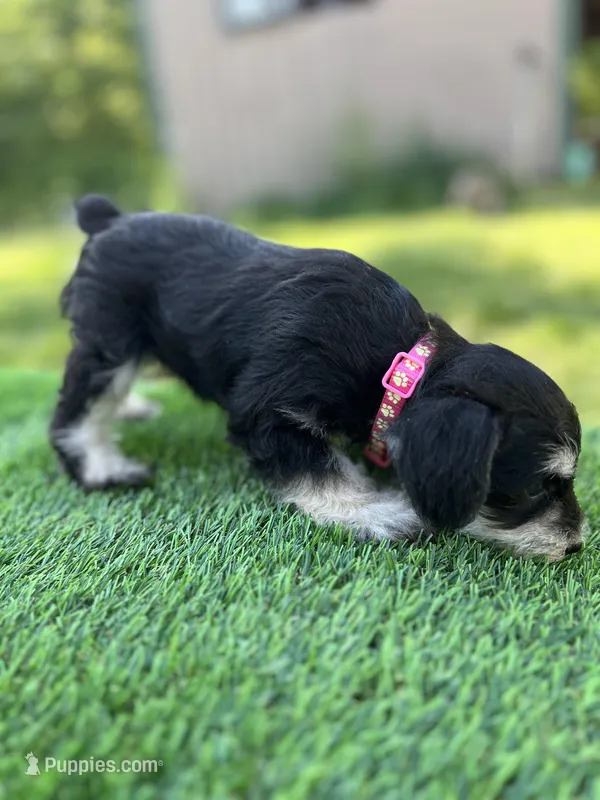 AKC Female – Miniature Schnauzer puppy for sale in Clements, MD