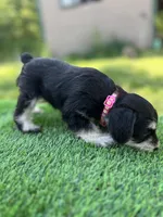 AKC Female, a female Miniature Schnauzer for sale in Clements, MD – 4 of 9