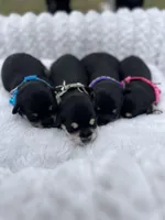 AKC Female, a female Miniature Schnauzer for sale in Clements, MD – Photo 5 of 7