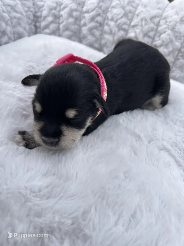 AKC Female, a female Miniature Schnauzer for sale in Clements, MD – Photo 1 of 7