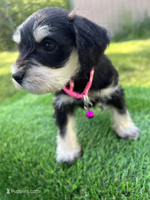 AKC Female – Miniature Schnauzer puppy for sale in Clements, MD