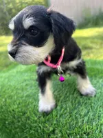 AKC Female, a female Miniature Schnauzer for sale in Clements, MD – 2 of 9