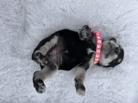 AKC Female, a female Miniature Schnauzer for sale in Clements, MD – Photo 4 of 7