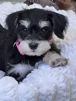 AKC Female, a female Miniature Schnauzer for sale in Clements, MD – 1 of 9