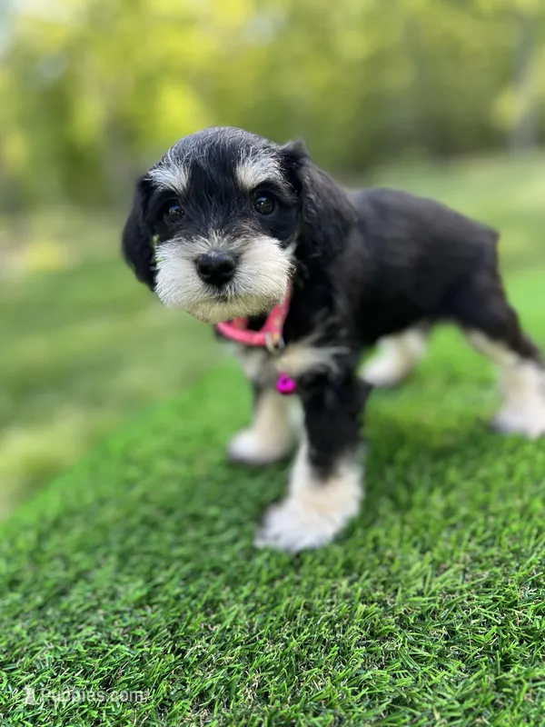 AKC Female – Miniature Schnauzer puppy for sale in Clements, MD