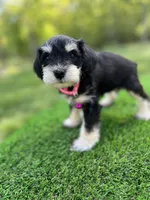 AKC Female, a female Miniature Schnauzer for sale in Clements, MD – 3 of 9