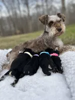 AKC Female, a female Miniature Schnauzer for sale in Clements, MD – Photo 6 of 7