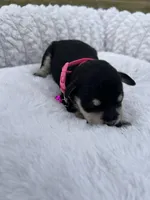 AKC Female, a female Miniature Schnauzer for sale in Clements, MD – Photo 2 of 7