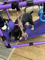 Missy, a female Miniature Schnauzer for sale in Clements, MD – 6 of 7