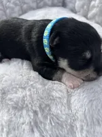 AKC Male, a male Miniature Schnauzer for sale in Clements, MD – Photo 5 of 5