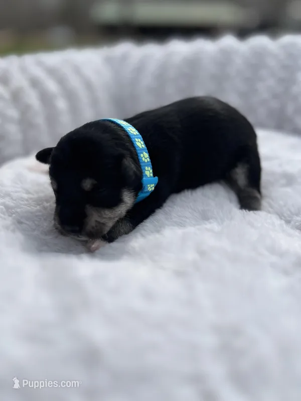 AKC Male – Miniature Schnauzer puppy for sale in Clements, MD