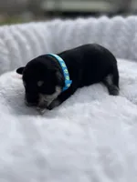 AKC Male, a male Miniature Schnauzer for sale in Clements, MD – Photo 1 of 5