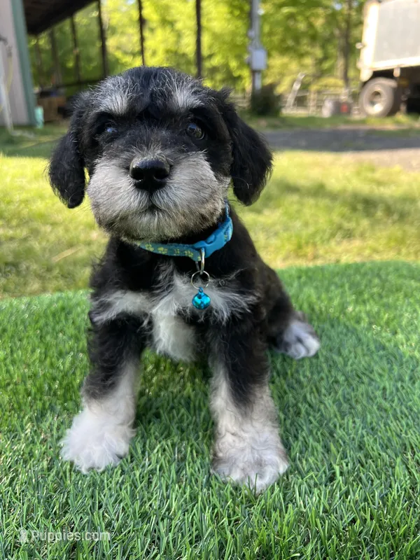 AKC Male – Miniature Schnauzer puppy for sale in Clements, MD