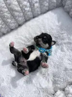 AKC Male, a male Miniature Schnauzer for sale in Clements, MD – Photo 4 of 5