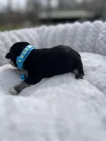 AKC Male, a male Miniature Schnauzer for sale in Clements, MD – Photo 2 of 5