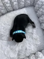 AKC Male, a male Miniature Schnauzer for sale in Clements, MD – Photo 3 of 5